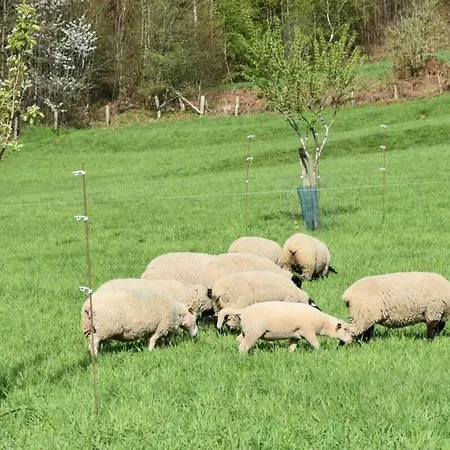 Gite, Au Calme, Avec Vue Imprenable Sur La Nature Environnante Apartment Deycimont